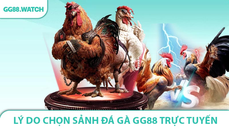 Tại sao kê thủ nên tham gia sảnh đá gà GG88 trực tuyến ?
