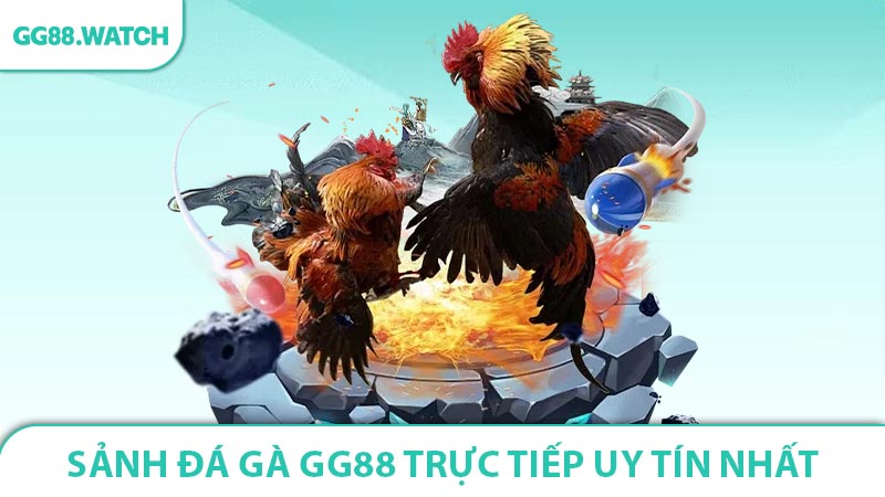 Sảnh đá gà GG88 trực tiếp có uy tín không?